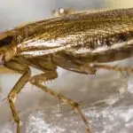 cockroach-blattella-germanica-5261853_640