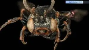 Cuckoo Bee face