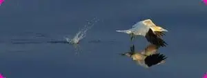 Fish and Bird