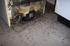 Roach Infestated Refridgerator
