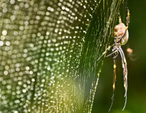 Goldenorbspiderarticle