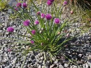 Gopher resistant plants