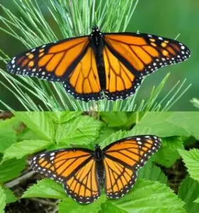 Monarch_Viceroy Butterflies_2