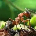 Redwood Ant