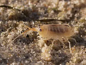 sand-flea