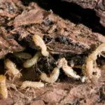 Termites