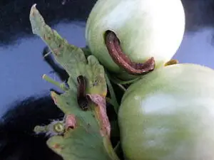 Tomato_fruitworm