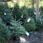 tree_farm_christ_trees_12-8-12_8298288388