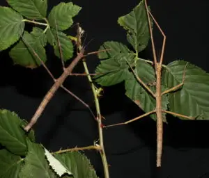 Walking Stick Medauroidea_extradentata-different_colored_females