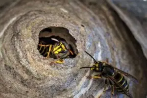 yellow-jacket-wasp-in-nest-3430995_640