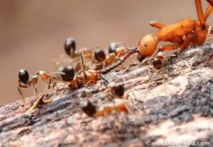 Azteca, eciton, ants fighting, ant warfare, eciton hamatum, social insects, territory defense, animal territories, rainforest
