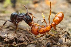 ants-fighting