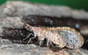 black beaded lacewing