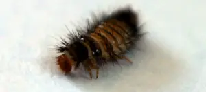 black-carpet beetle larvae
