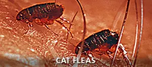 cat-fleas