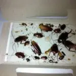 cockroach-sticky-traps