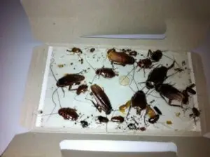 cockroach-sticky-traps