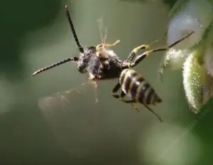 cuckoo-bee-ribes-indecorum1
