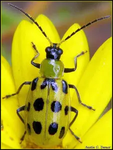 cucumber beetle spotted3618730668_68a34398ca_z