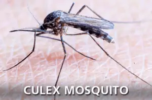 culex mosquito