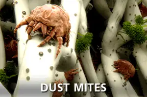 dust-mites