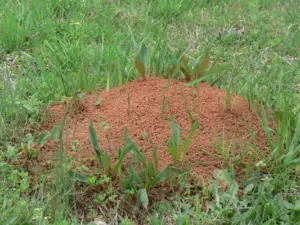 fireant-nest