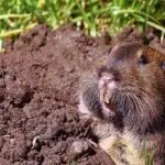gopher-in-lawn-2020