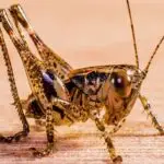 grasshopper-284339_640