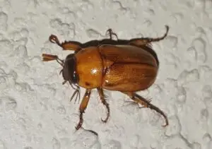 june-bug-1405801_960_720