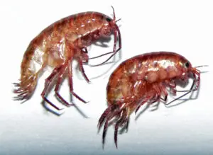 lawn_shrimp_earthman