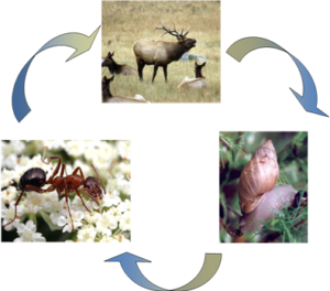 life-cycle- zombie ant fluke