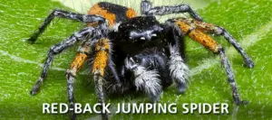 spider-red-jumping
