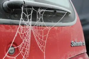 spider-web-on-car