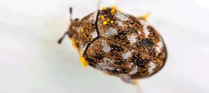 varied-carpet-beetle