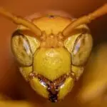 wasp-face-5409835_640
