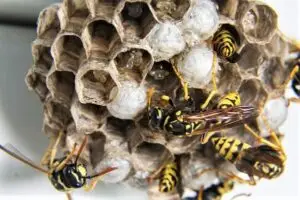 wasp-nest-swarm-1903243_640