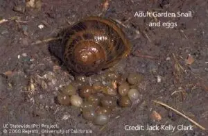 brown-garden-snail-and-eggs-with-credit-ipm-project-uc-2000