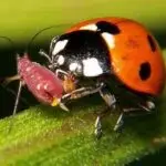 Ladybug eating aphid