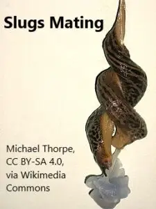 slugs_mating
