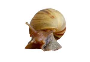 snail-on-tranparant-background-face-foreward