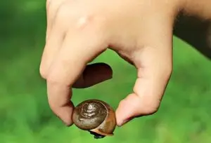 pick-up-snail-shells-2-2-21