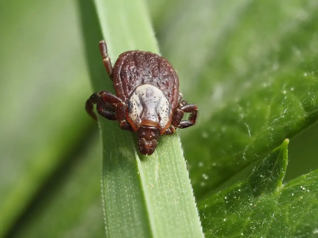 American Dog Tick