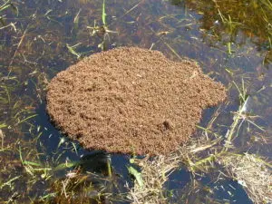 ant-raft-of-fire-ants