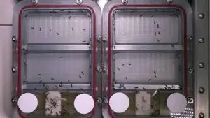 ants-in-space