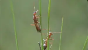 Ants on stalks of grass