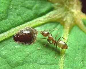 argentine_ant