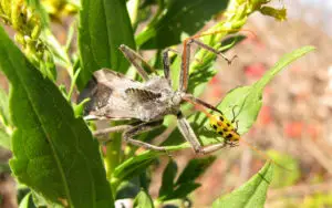 assassin-bug-wheel-bug-eating
