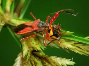 assassin-bug-spiney-red