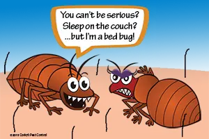 BedBugCouch300x200