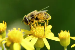 bee-carring-pollen